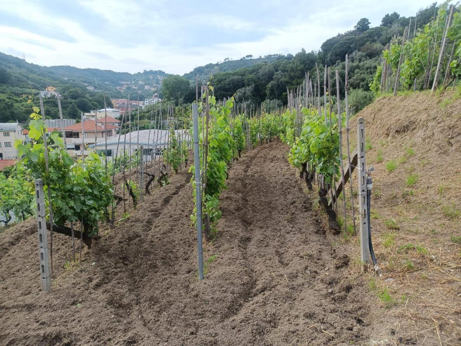 Agriturismo Cele Celle Ligure Zewnętrze zdjęcie