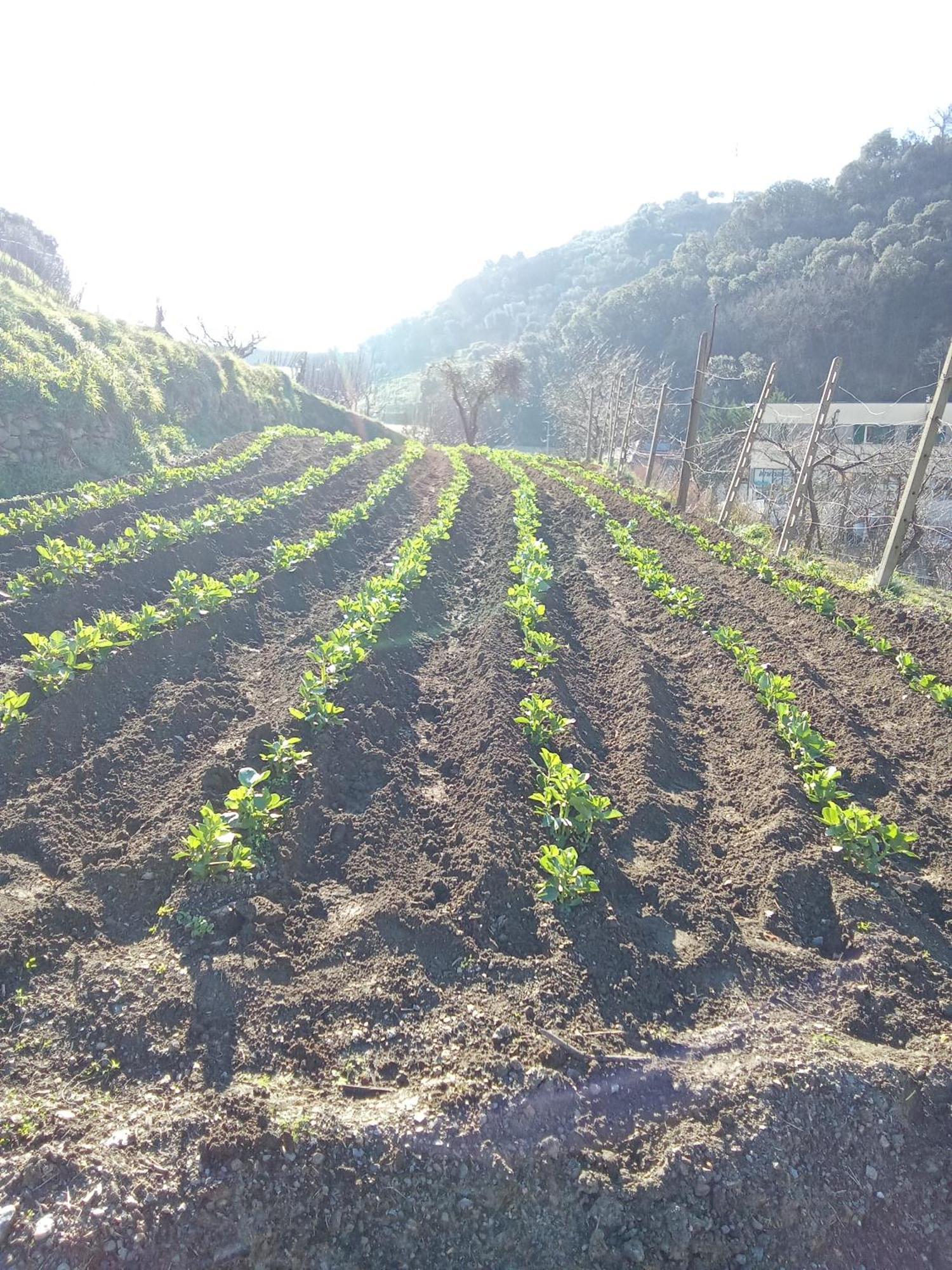 Agriturismo Cele Celle Ligure Zewnętrze zdjęcie